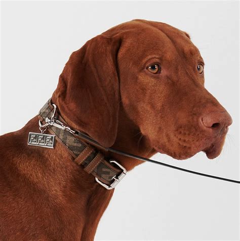 high end rounded dog collar.